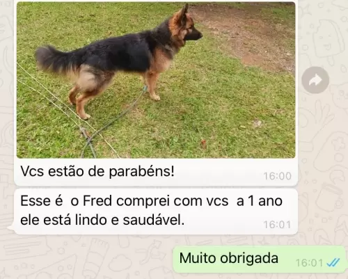 Feedbacks dos Clientes