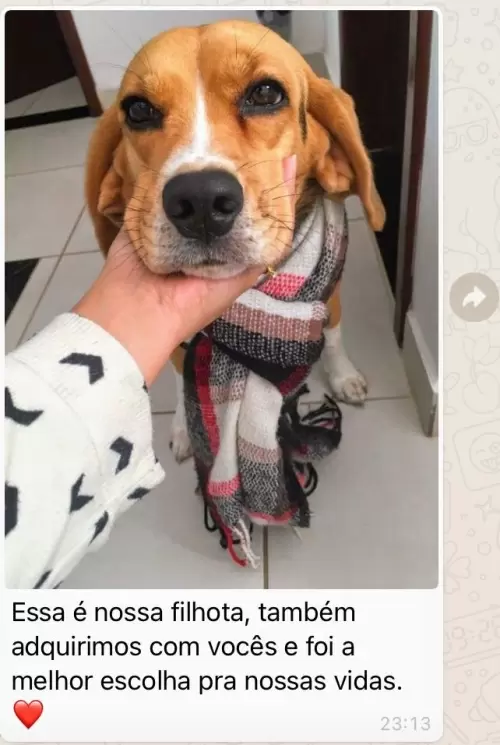 Feedbacks dos Clientes