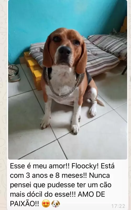 Feedbacks dos Clientes