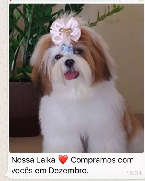 Feedbacks dos Clientes
