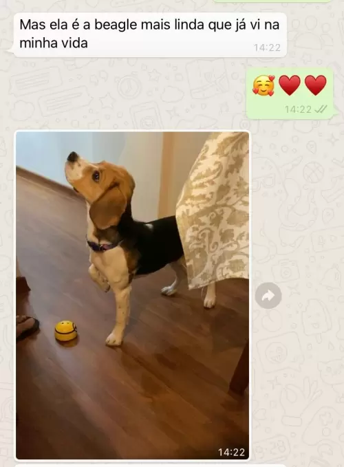 Feedbacks dos Clientes