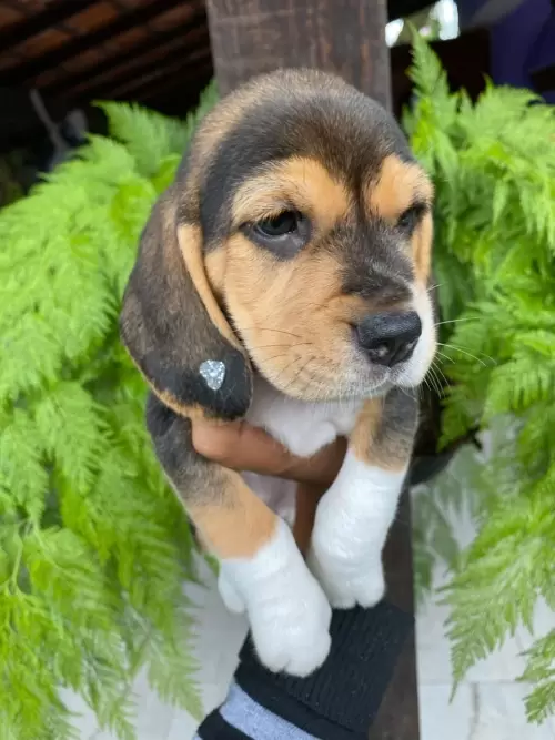 Nossos Beagles
