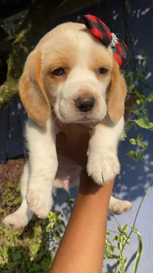 Nossos Beagles