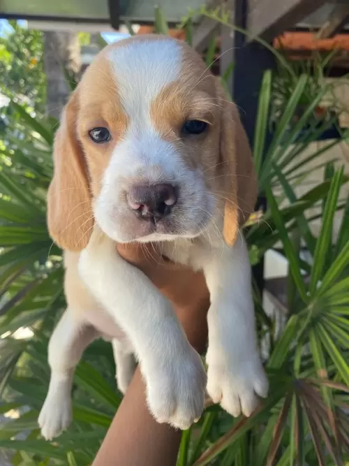 Nossos Beagles