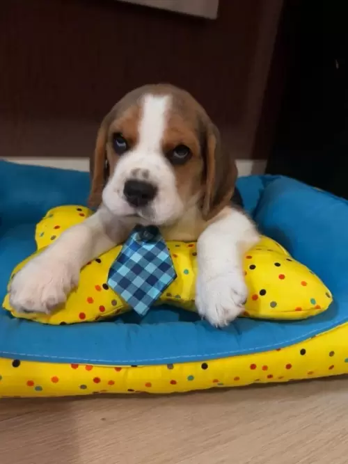 Nossos Beagles