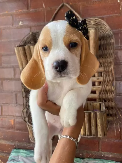 Nossos Beagles