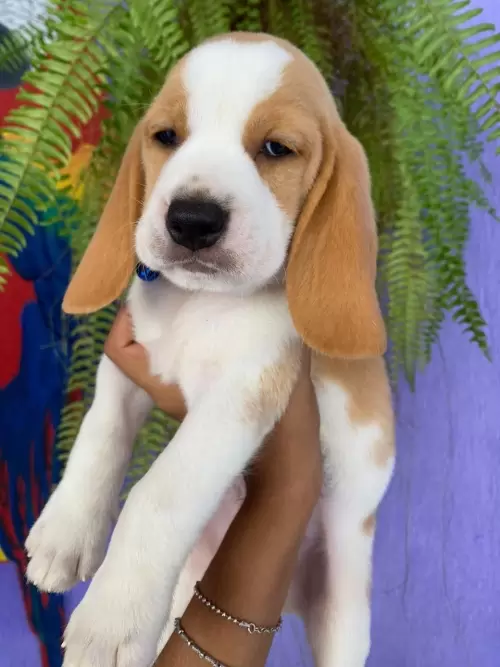 Nossos Beagles