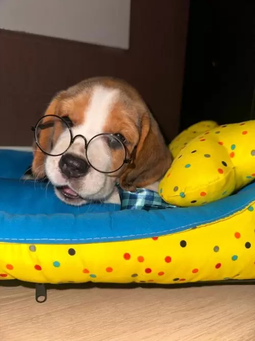 Nossos Beagles
