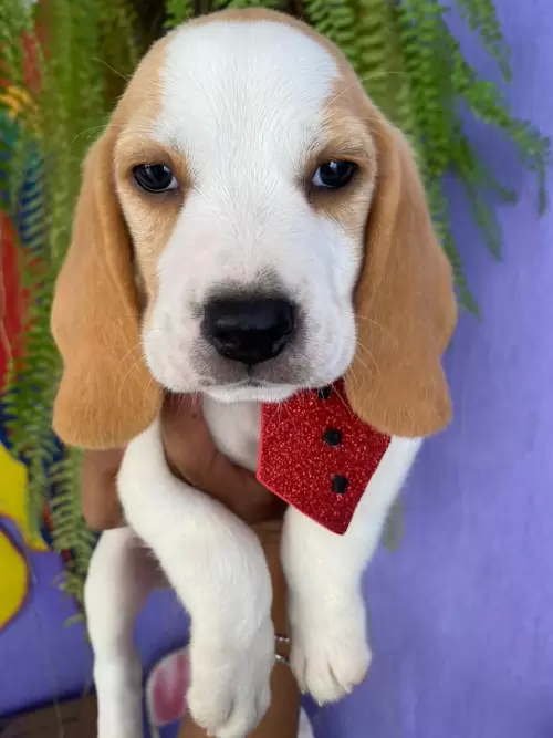 Nossos Beagles