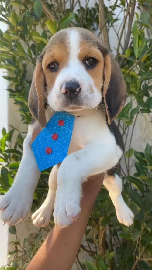 Nossos Beagles