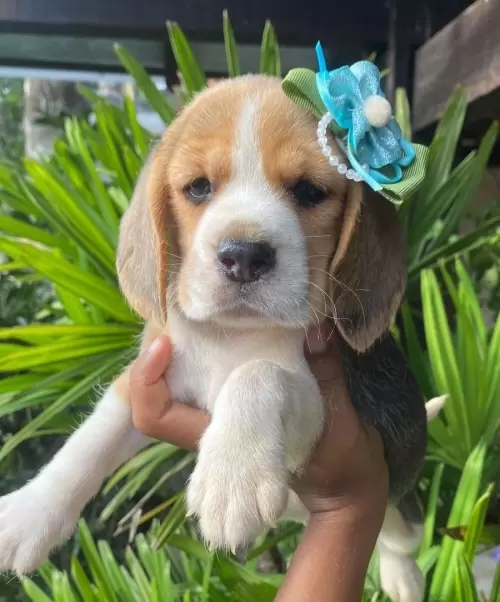 Nossos Beagles