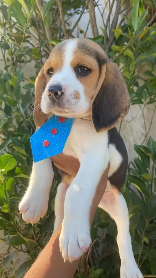 Nossos Beagles
