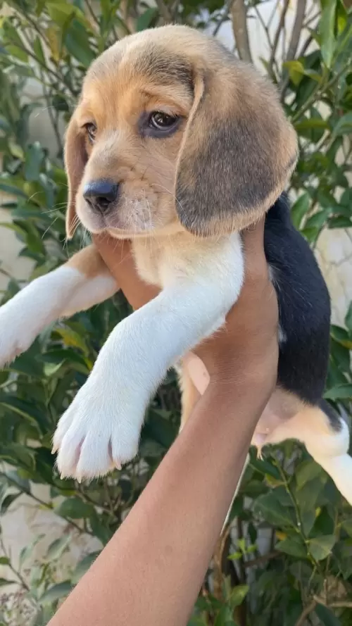Nossos Beagles