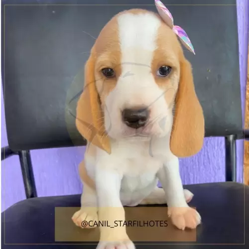 Nossos Beagles