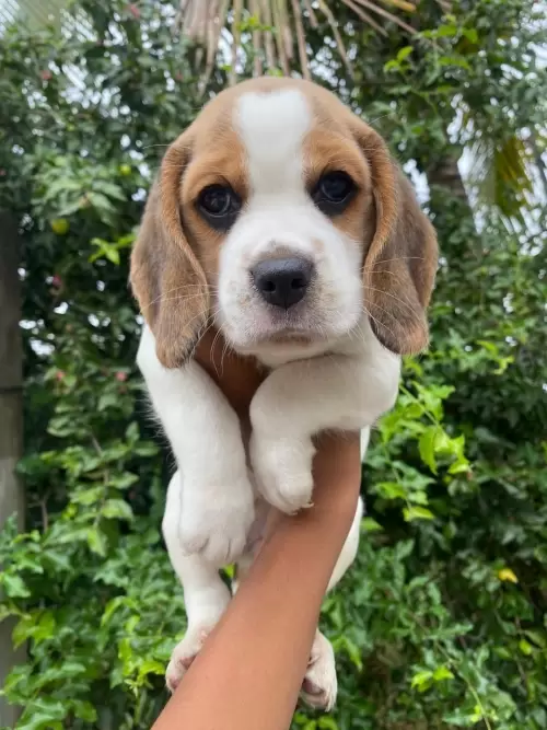 Nossos Beagles