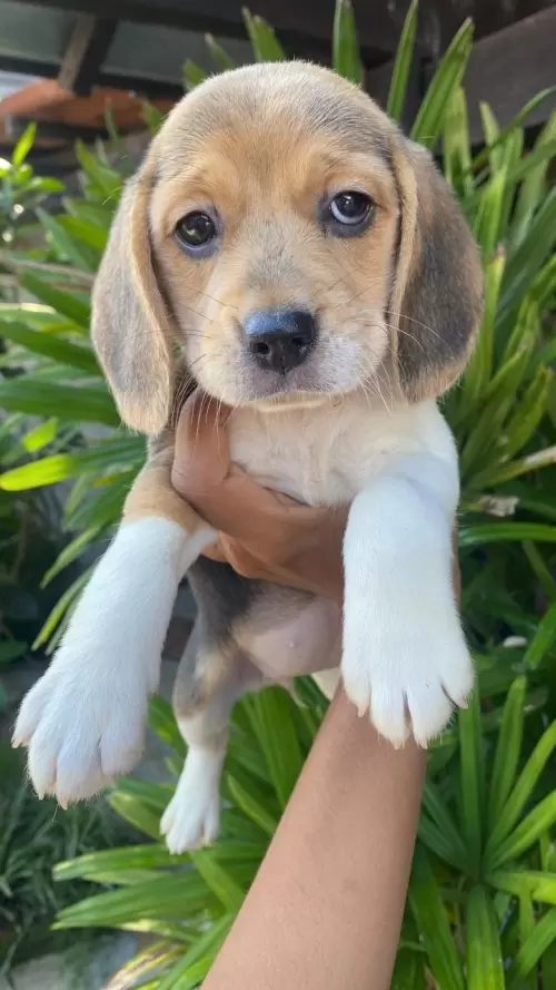 Nossos Beagles