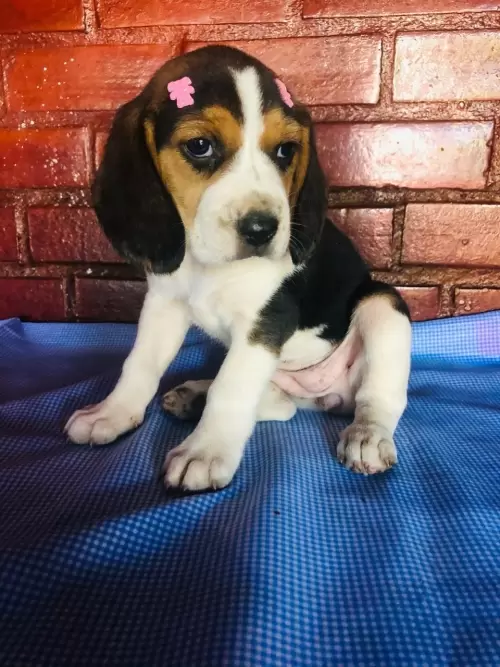 Nossos Beagles