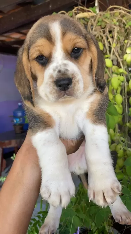 Nossos Beagles