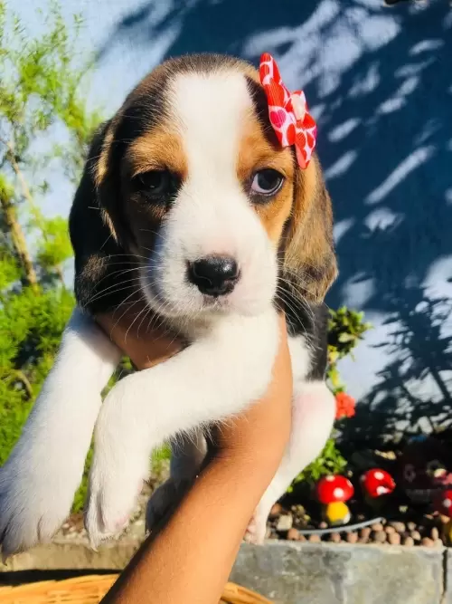 Nossos Beagles