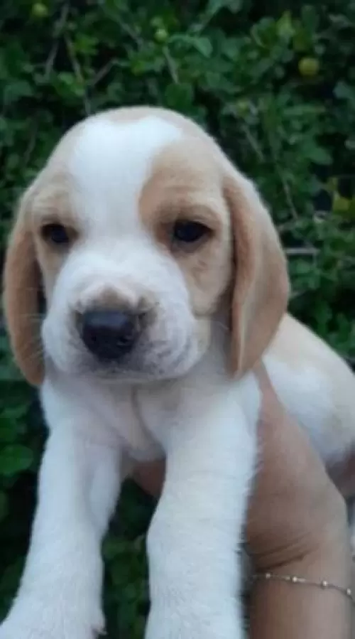 Nossos Beagles