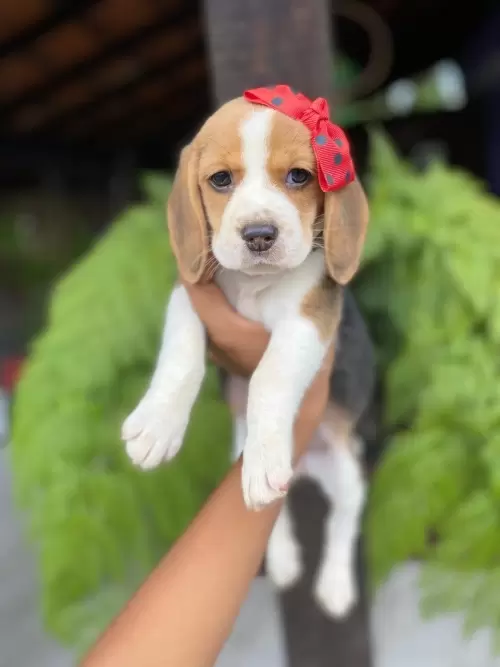 Nossos Beagles