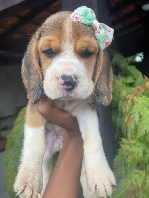 Nossos Beagles