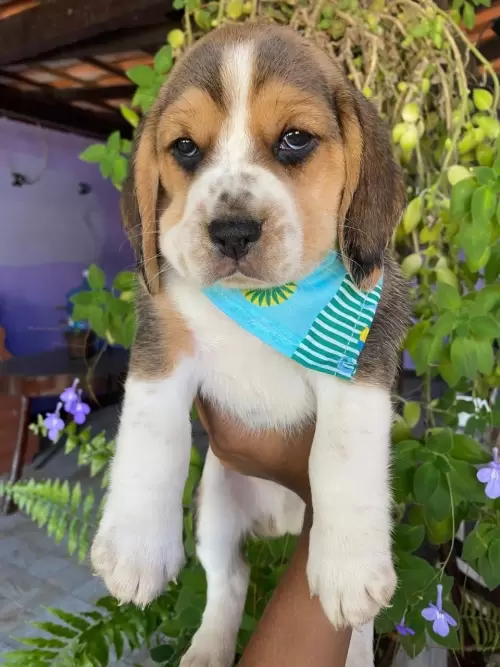 Nossos Beagles