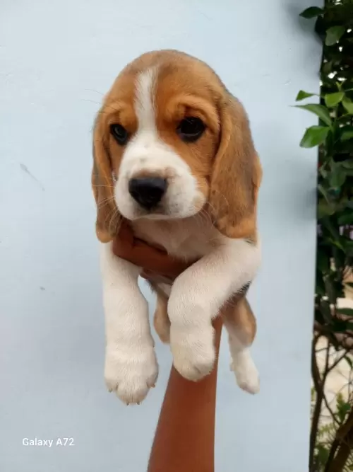Nossos Beagles