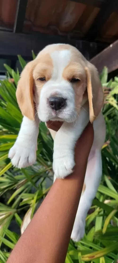 Nossos Beagles