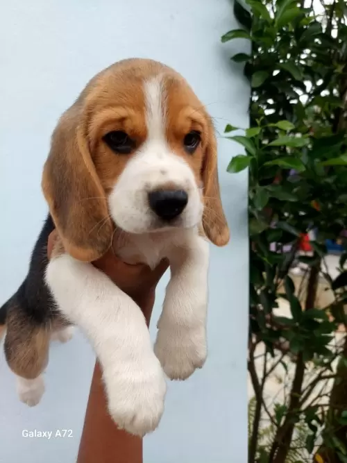 Nossos Beagles