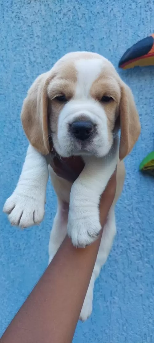 Nossos Beagles