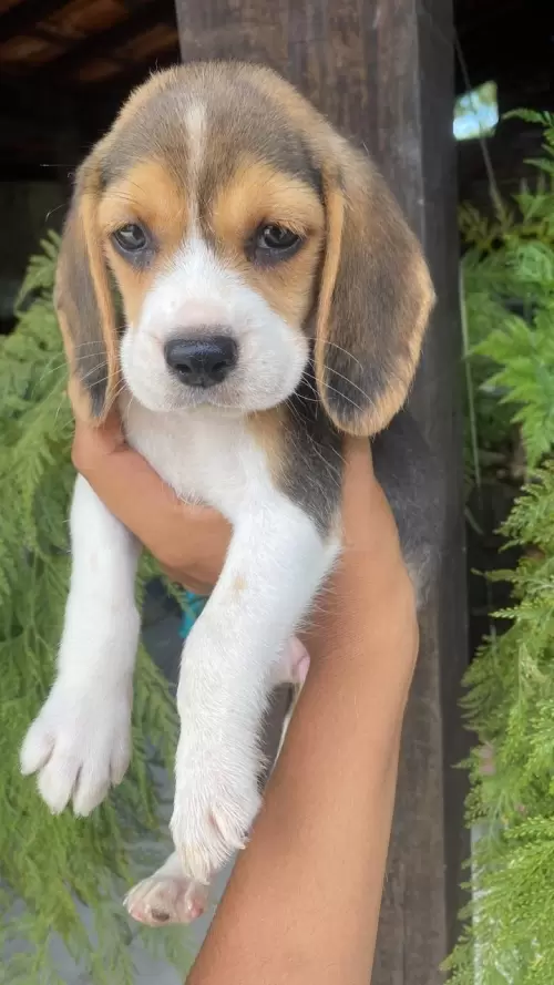 Nossos Beagles