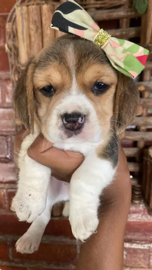 Nossos Beagles
