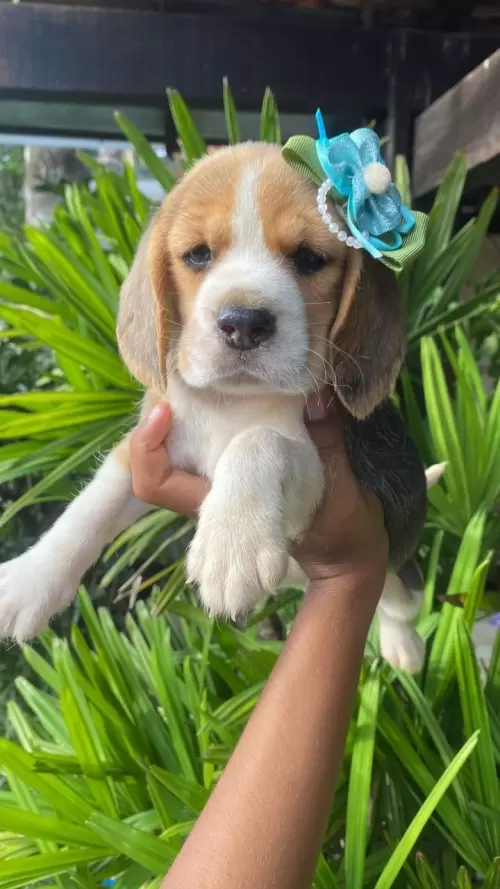 Nossos Beagles