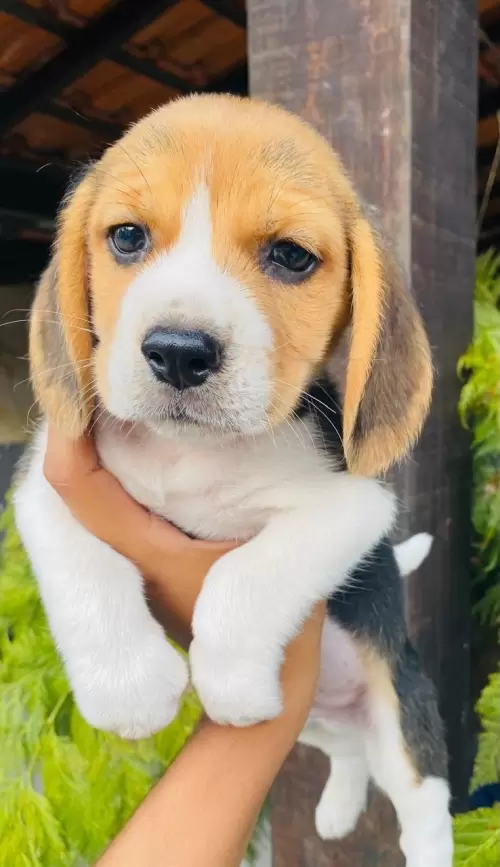 Nossos Beagles