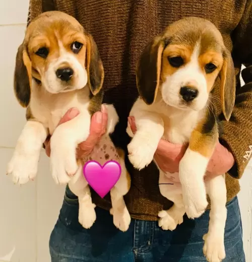 Nossos Beagles