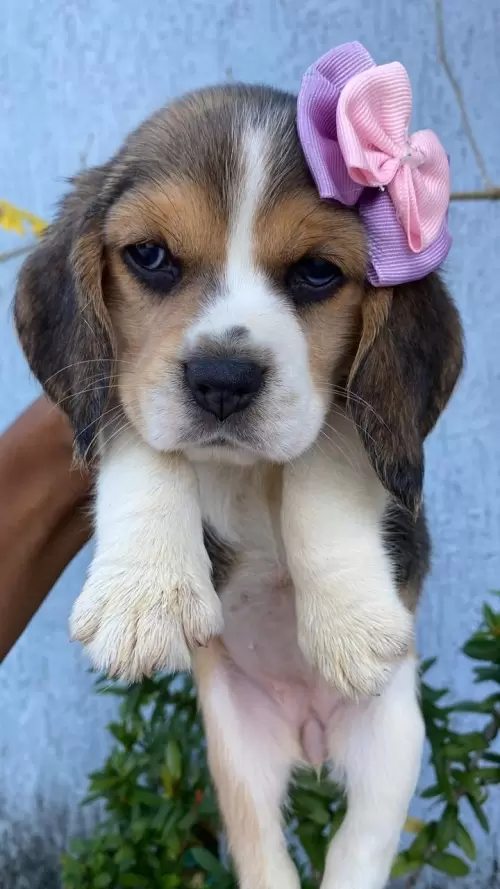 Nossos Beagles