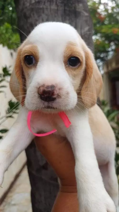 Nossos Beagles