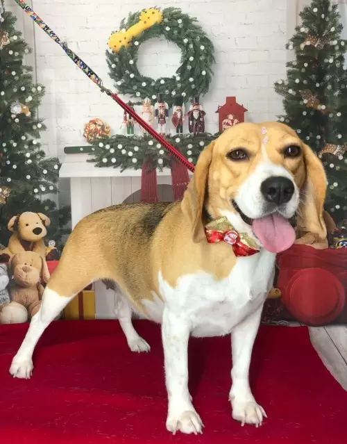 Nossos Beagles