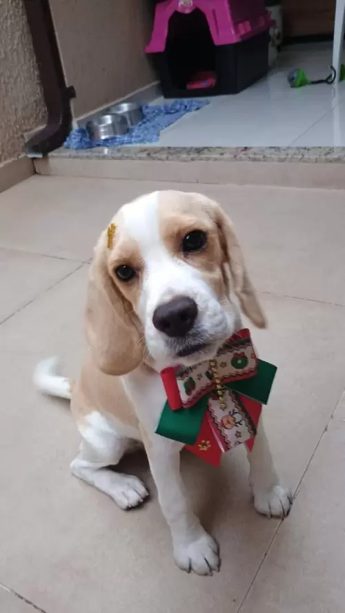 Nossos Beagles