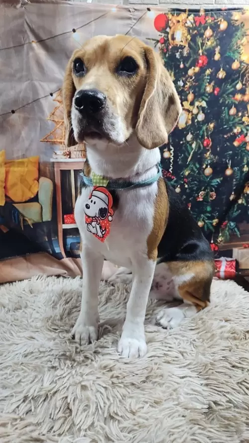 Nossos Beagles