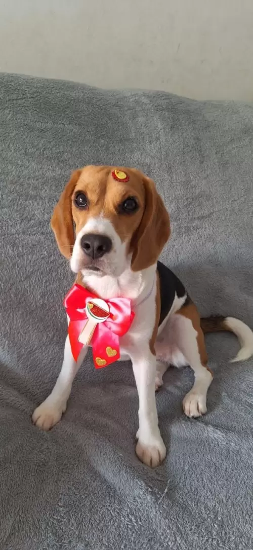 Nossos Beagles