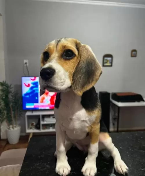Nossos Beagles