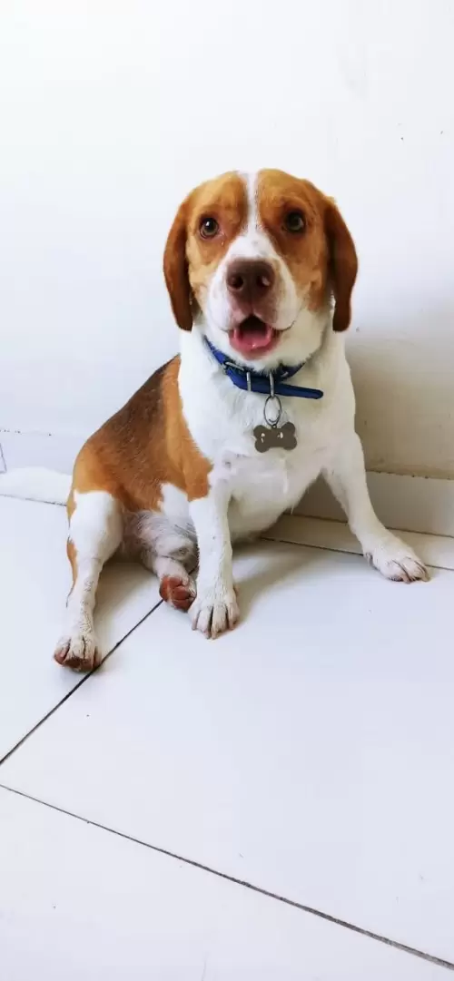 Nossos Beagles