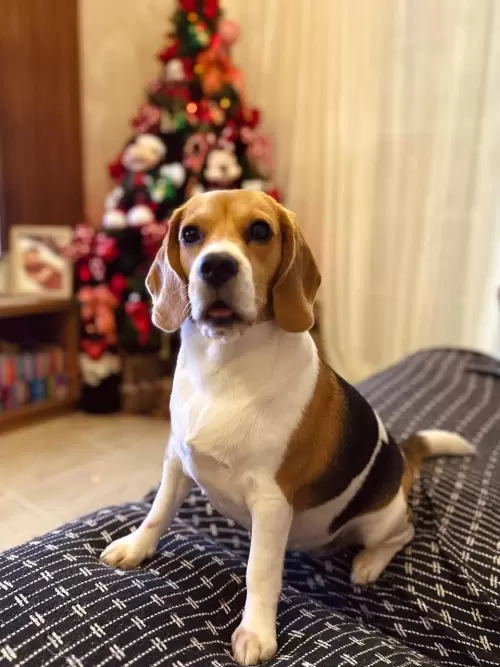 Nossos Beagles