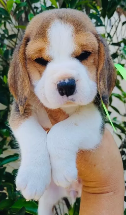 Nossos Beagles