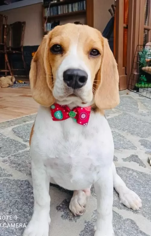 Nossos Beagles
