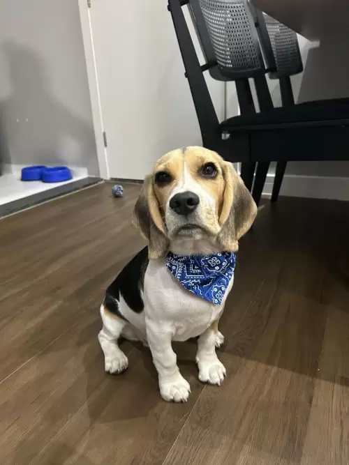 Nossos Beagles