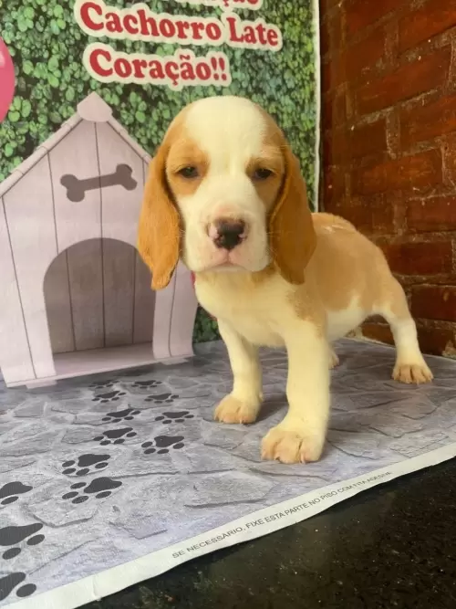 Nossos Beagles