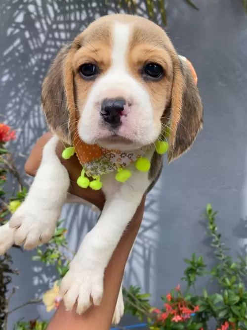 Nossos Beagles